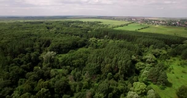 Tiefer Wald im Sommer Luftbild — Stockvideo