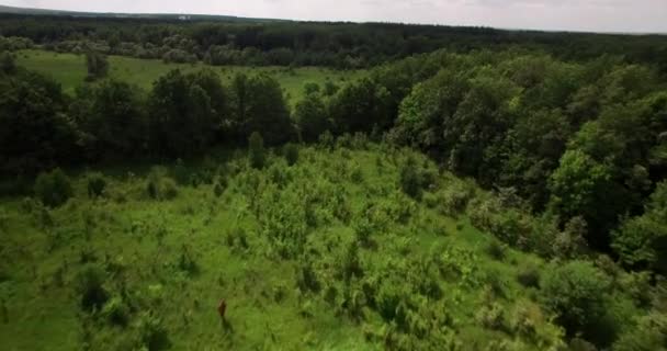 Arbustos y limaduras en vista aérea de verano — Vídeo de stock