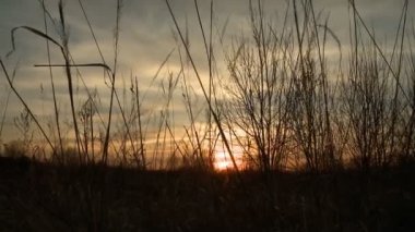 Güzel günbatımı video rüzgarlı günde Çim