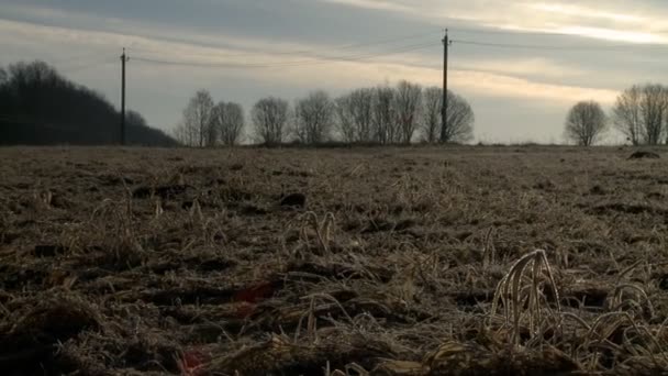 Blick auf trockenes Gras am Abend — Stockvideo