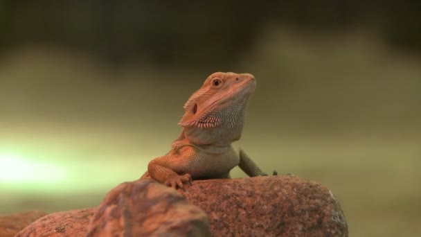 Lagarto na vista outofdoors pedra — Vídeo de Stock