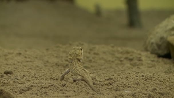 Pequeño lagarto en la arena al aire libre vista — Vídeo de stock