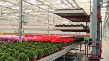 Sera görünümünde hareket eden çiçeklerle konveyör