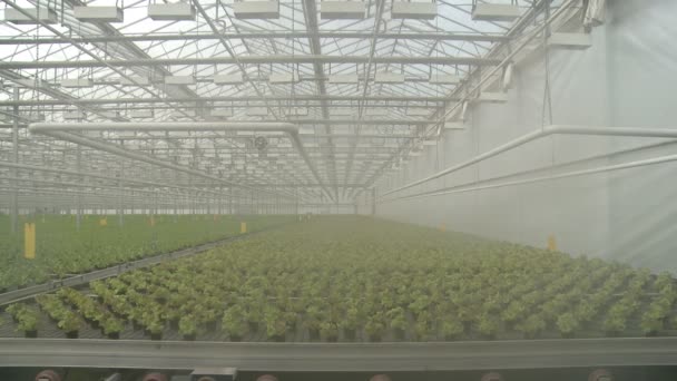 View of salad growing in industrial greenhouse — Stock Video