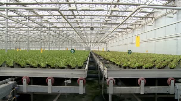 Endüstriyel sera video büyüyen salata — Stok video