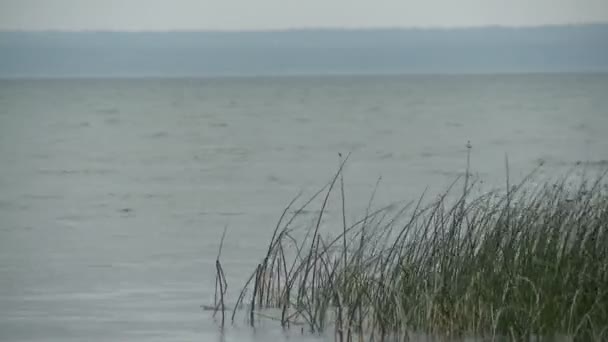 Gras op winderige dag aan de rivier in de zomer video — Stockvideo