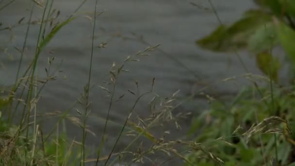 Трава в ветреный день у реки в летнее время — стоковое видео
