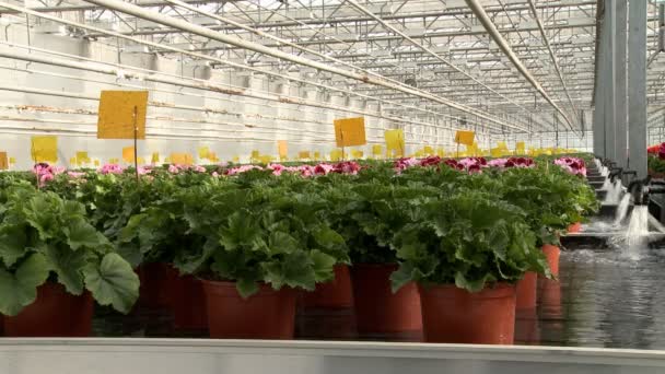 Φυτά πότισμα σε βιομηχανικό βίντεο θερμοκηπίου — Αρχείο Βίντεο