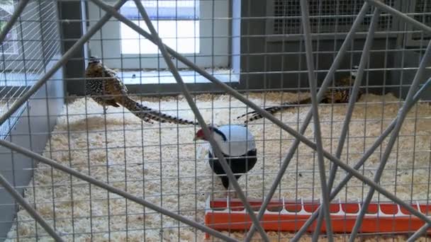 Peacocks binnenshuis uitzicht in de dierentuin — Stockvideo