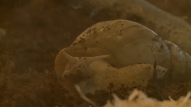 Escargot gros plan vue sur l'extérieur 