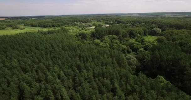 Floresta profunda no verão vídeo aéreo — Vídeo de Stock