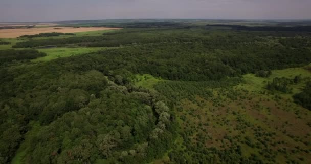 Deep Forest in de zomer luchtfoto — Stockvideo