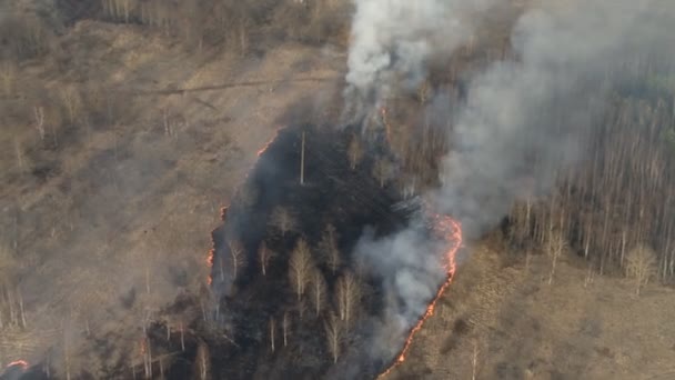 Forest and valley wildfire video — Stock Video