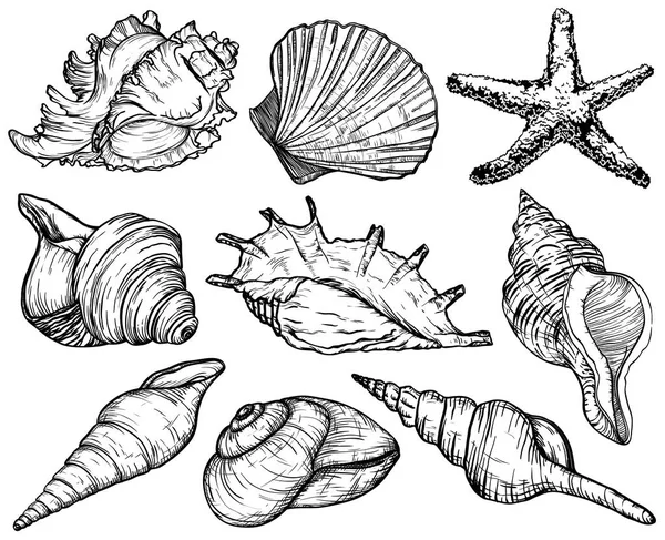 조개, 불가사리, 바다 연체 동물 컬렉션 설정 — 스톡 벡터