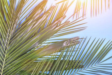 Tropikal palmiye pastel mavi zemin üzerine bırakır. Tonda