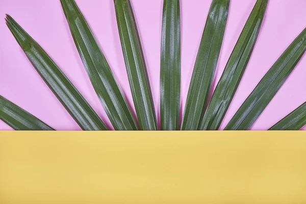 Τροπικούς φοίνικες αφήνει σε παστέλ φόντο κίτρινο και ροζ. — Φωτογραφία Αρχείου