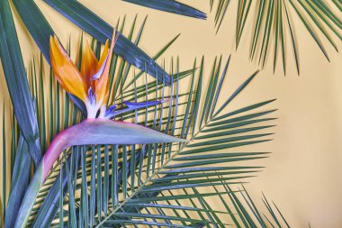 Tropikal palmiye yaprakları ve pastel arka plan üzerinde cennet kuşu çiçeği.