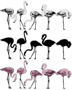 Flamingo beyaz bir arka plan üzerinde kümesi