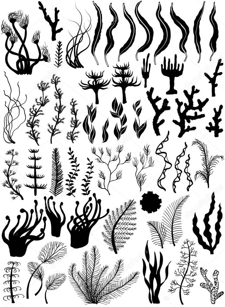 Set of marine plants and corals. Silhouettes