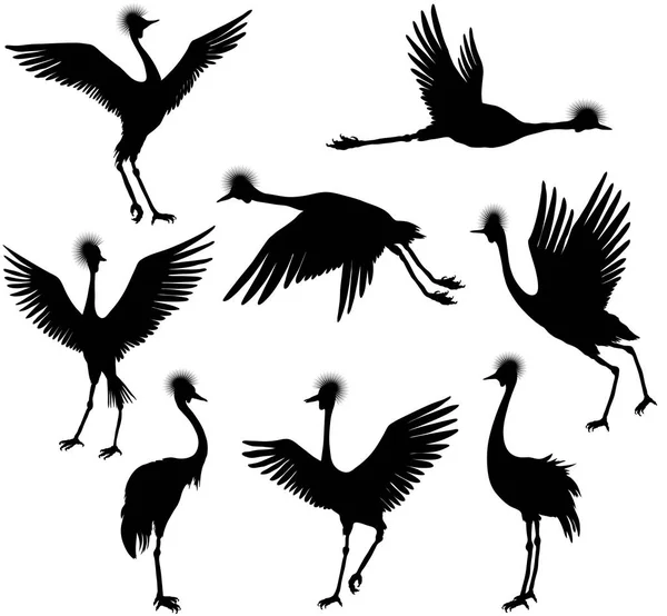 Set of grey crowned cranes — Stock Vector