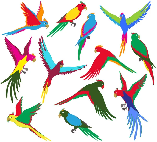 Vector colorful jungle parrot set — Stock Vector