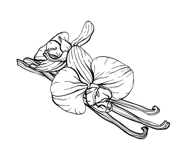 Чорно-білий ескіз ванільних стручків і квітів . — стоковий вектор