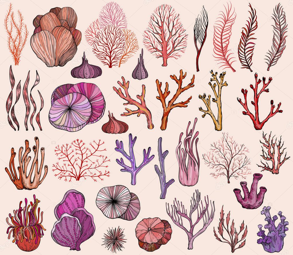 Set of marine hand drawn corals. Silhouettes
