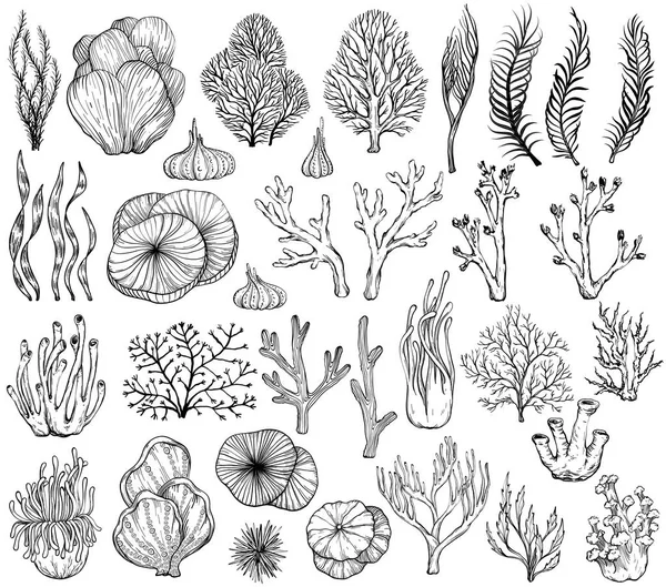 Set of marine hand drawn corals. Black and white — Stock Vector