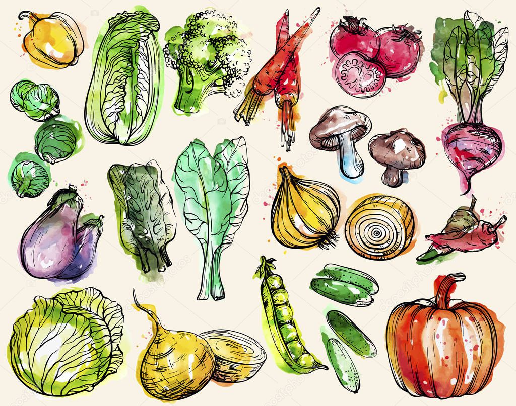 Collection of hand-drawn watercolor vegetables