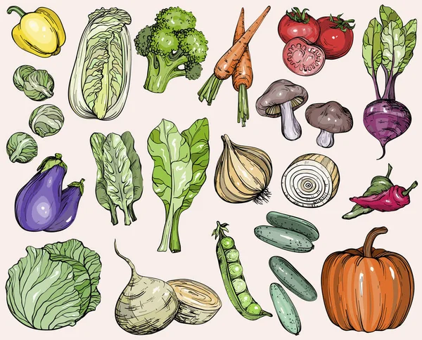 Сбор овощей ручной работы — стоковый вектор
