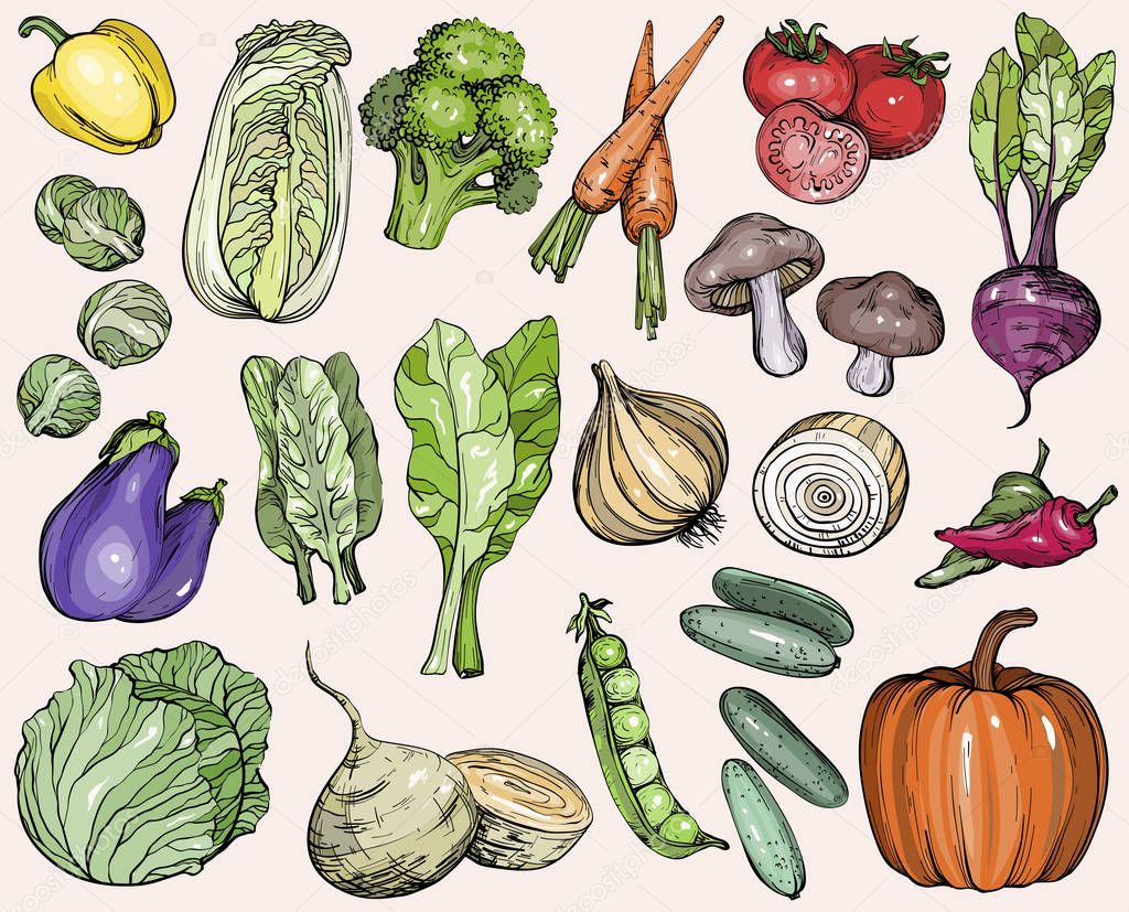 Collection of hand-drawn vegetables