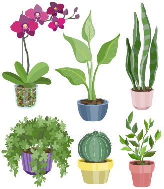 düz çiçeklerle tencerelerde ayarla