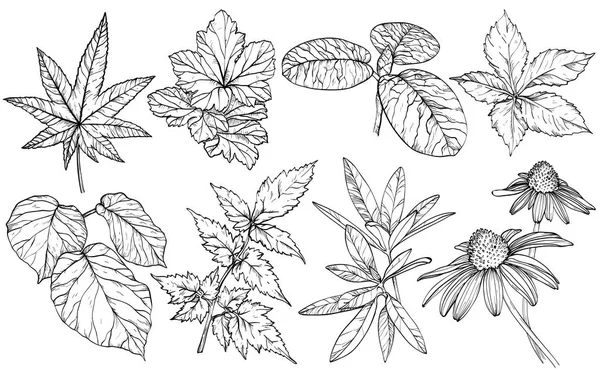 Conjunto de ramos e folhas, desenhados à mão elementos de design para cartões de saudação para o casamento — Vetor de Stock