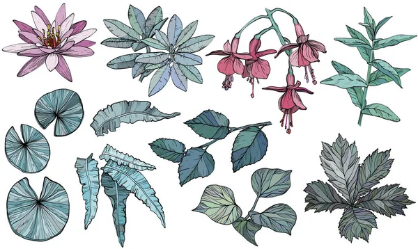 Conjunto de flores y hojas, elementos vegetales de diseño dibujado a mano — Vector de stock