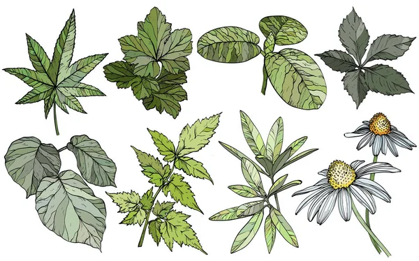 Conjunto de ramas y hojas, elementos de diseño dibujados a mano — Vector de stock