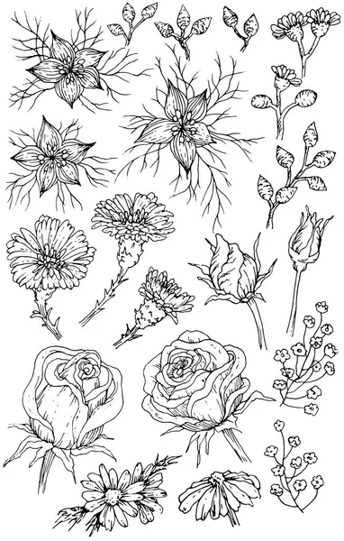 收集手绘花卉和植物.黑人和白人 — 图库矢量图片