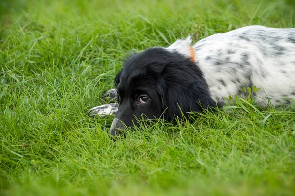 Sevimli köpek yavrusu Rus Spaniel çim yalan. Parkta köpek ile yürümek.