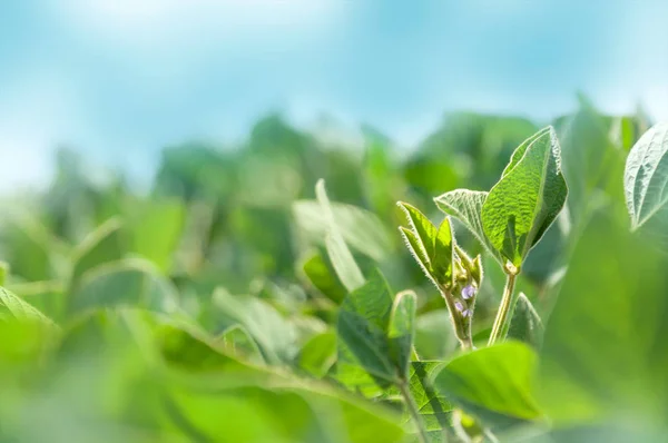 soya soya tesisi üzerinde önümüzdeki. Çiçekli bir soya bitkinin kök soya alanından gökyüzüne doğru uzanan.