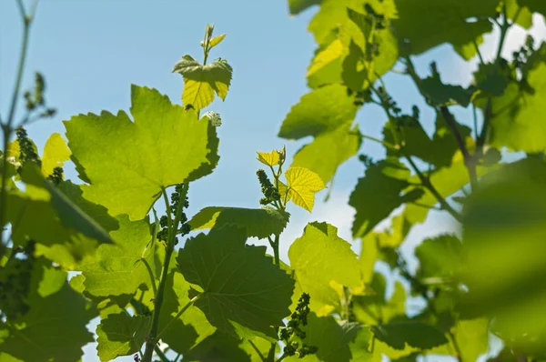 Üzümlü, çiçekli, üzümlü, üzümlü, küçük üzümlü. Bahar zamanı üzüm bağında genç yeşil üzüm dalları.