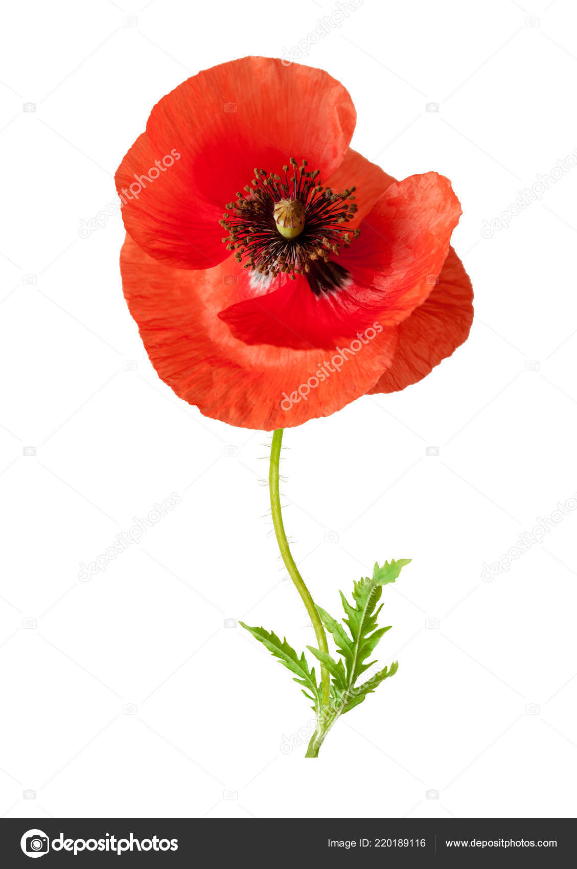 Bright Red Poppy Flower Isolated White Background Stock Photo Image By C Soraz