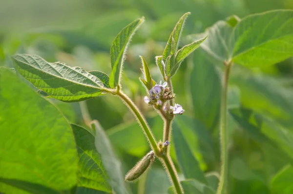 Caule Uma Planta Soja Com Botões Flores Floridas Vagens Jovens — Fotografia de Stock