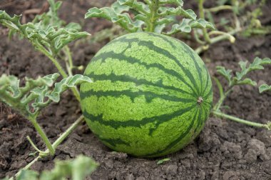 Karpuz sahada büyüyen genç meyvesi.