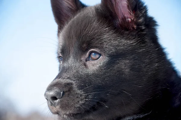 Portrait of a Russian husky puppy close-up. Black dog looks into the distance.