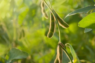 Soya soya tesisi üzerinde bakla. Sahada bir soya bitkinin kök. Metin için yer.