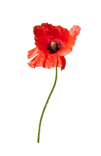 Beautiful Wild Red Poppy Isolated White Background — Stock Photo, Image
