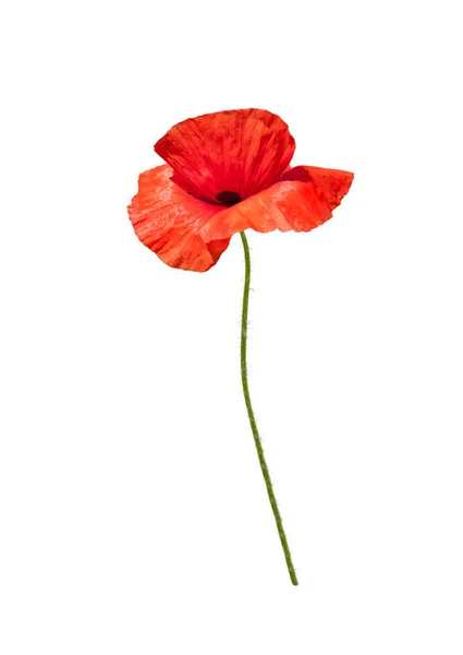 Mooie Wilde Rode Papaver Geïsoleerd Witte Achtergrond — Stockfoto