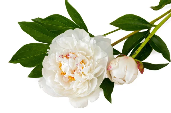 beyaz bir arka plan üzerinde yaprakları ile beyaz peonies