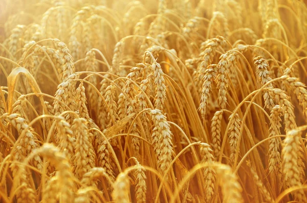 Buğday alan. Altın başak güneş ışınlarının buğday.