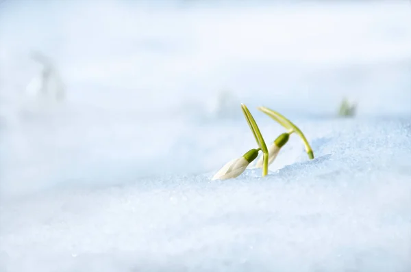 İlk bahar çiçekleri kardelen karla kaplı.