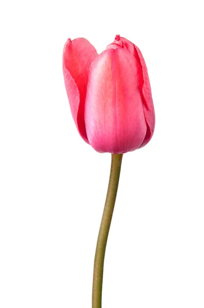 Bloeiende Roze Tulp Geïsoleerd Een Witte Achtergrond Lentebloemen — Stockfoto